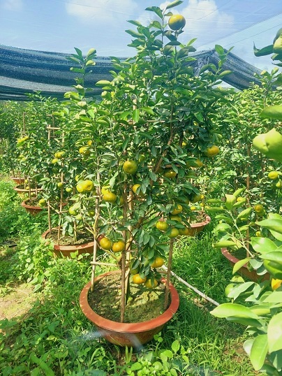 Cây Quýt Hồng Lai Vung Cây Quýt Hồng Lai Vung