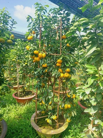 Cây Quýt Hồng Lai Vung Cây Quýt Hồng Lai Vung