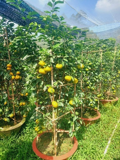 Cây Quýt Hồng Lai Vung Cây Quýt Hồng Lai Vung