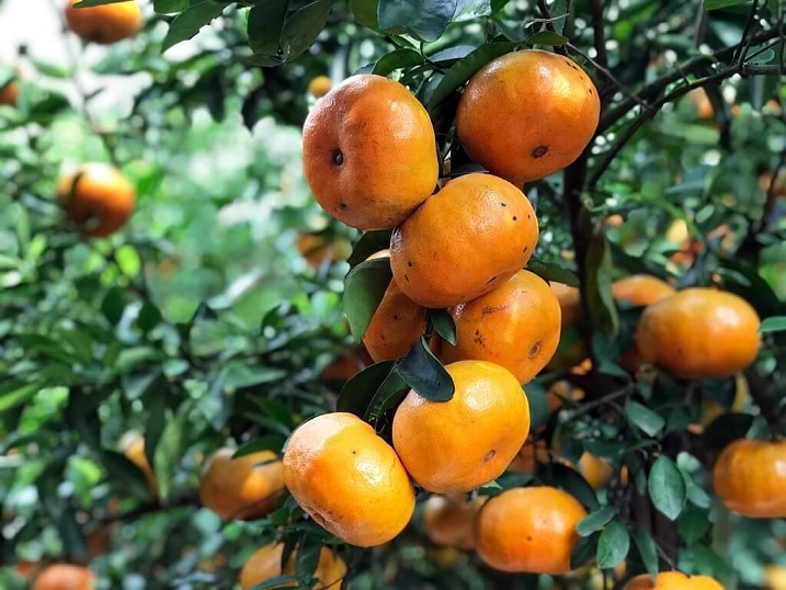 Cây Quýt Hồng Lai Vung Cây Quýt Hồng Lai Vung