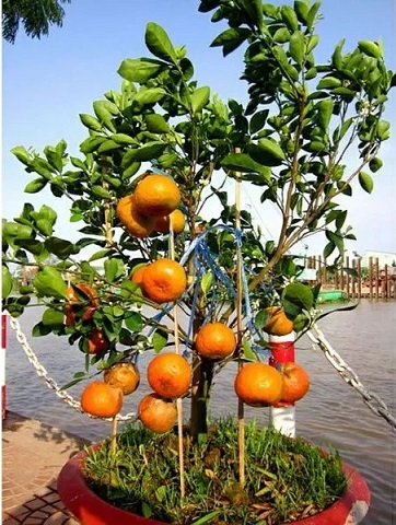Cây Quýt Hồng Lai Vung Cây Quýt Hồng Lai Vung