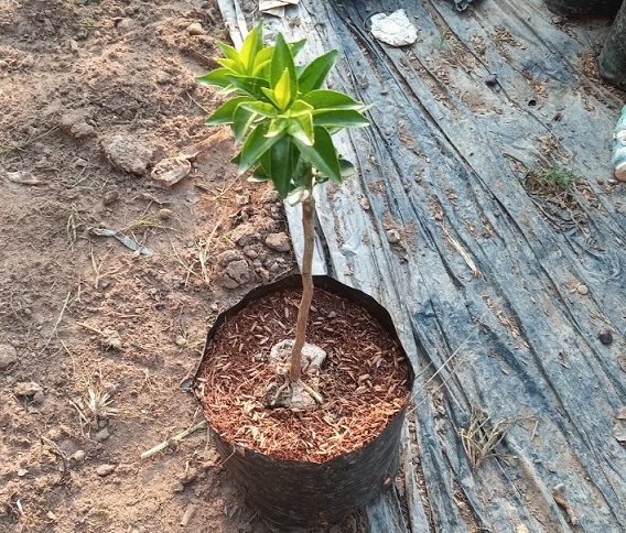 Cây Quýt Nhật Lá Nhỏ Siêu Trái Cây Quýt Nhật Lá Nhỏ Siêu Trái