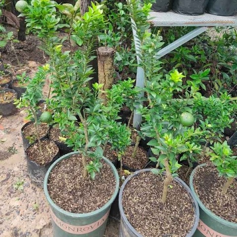 Cây Quýt Nhật Lá Nhỏ Siêu Trái Cây Quýt Nhật Lá Nhỏ Siêu Trái