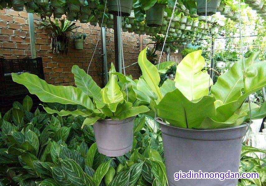 Cây Ráng Ổ Phụng Cây Ráng Ổ Phụng
