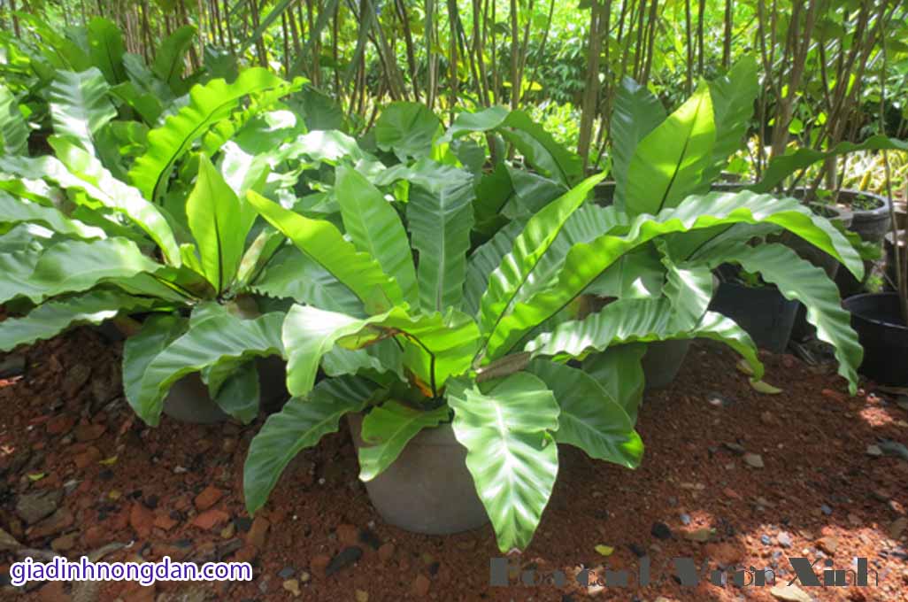 Cây Ráng Ổ Phụng Cây Ráng Ổ Phụng