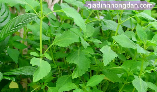 Cây Rau Kinh Giới Cây Rau Kinh Giới