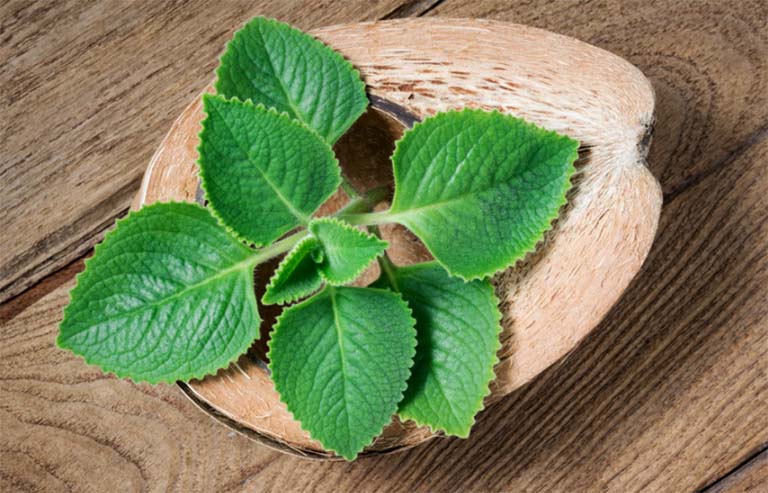cây rau tần có công dụng gì cây rau tần có công dụng gì
