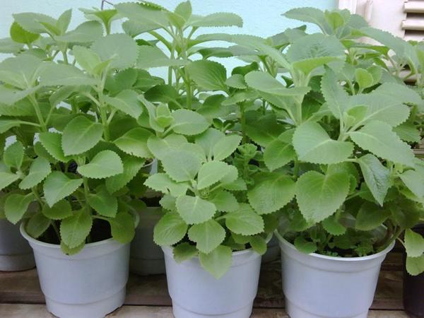 cây rau tần có công dụng gì cây rau tần có công dụng gì