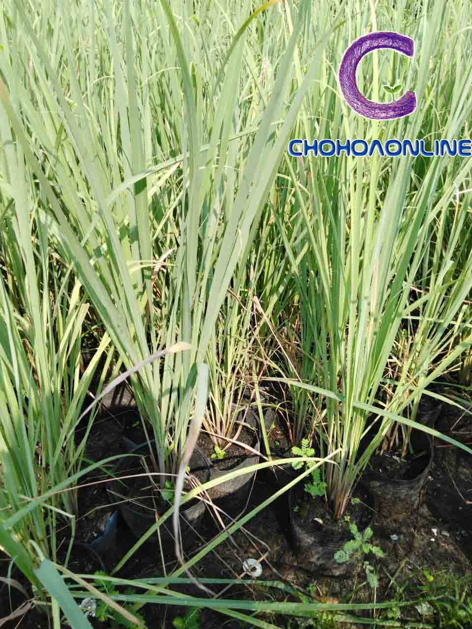 Cây Sả Giống Cây Sả Giống