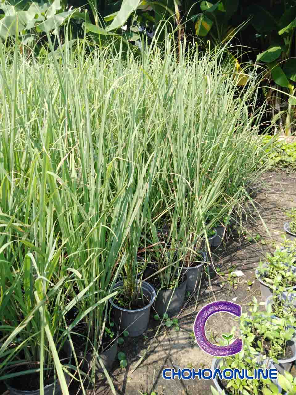 Cây Sả Giống Cây Sả Giống