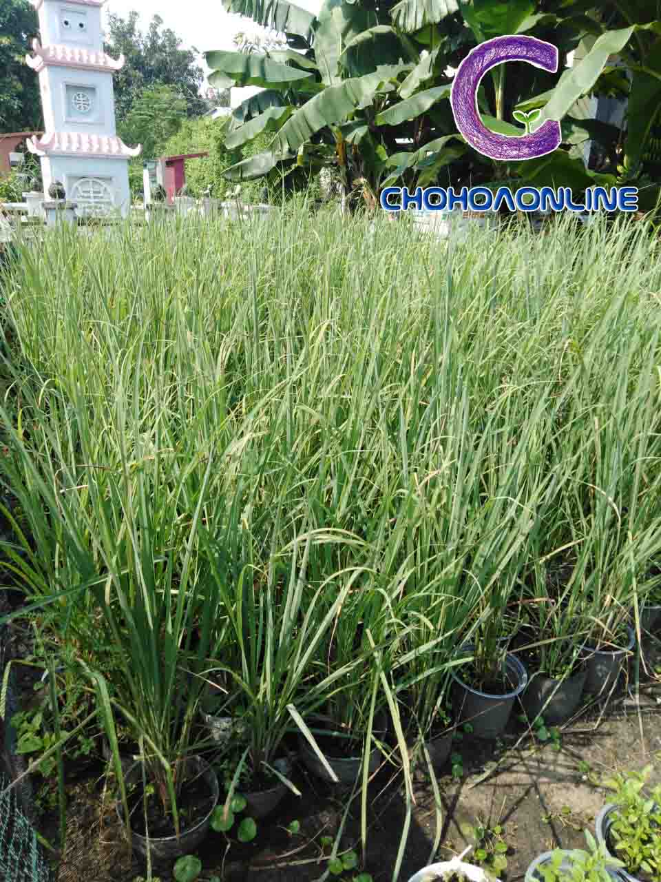 Cây Sả Giống Cây Sả Giống