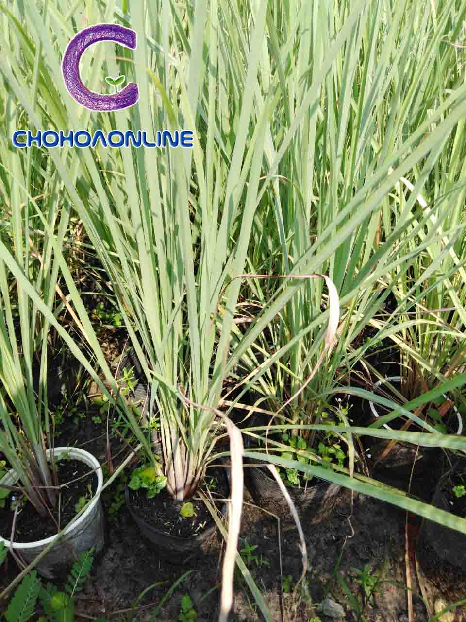 Cây Sả Giống Cây Sả Giống