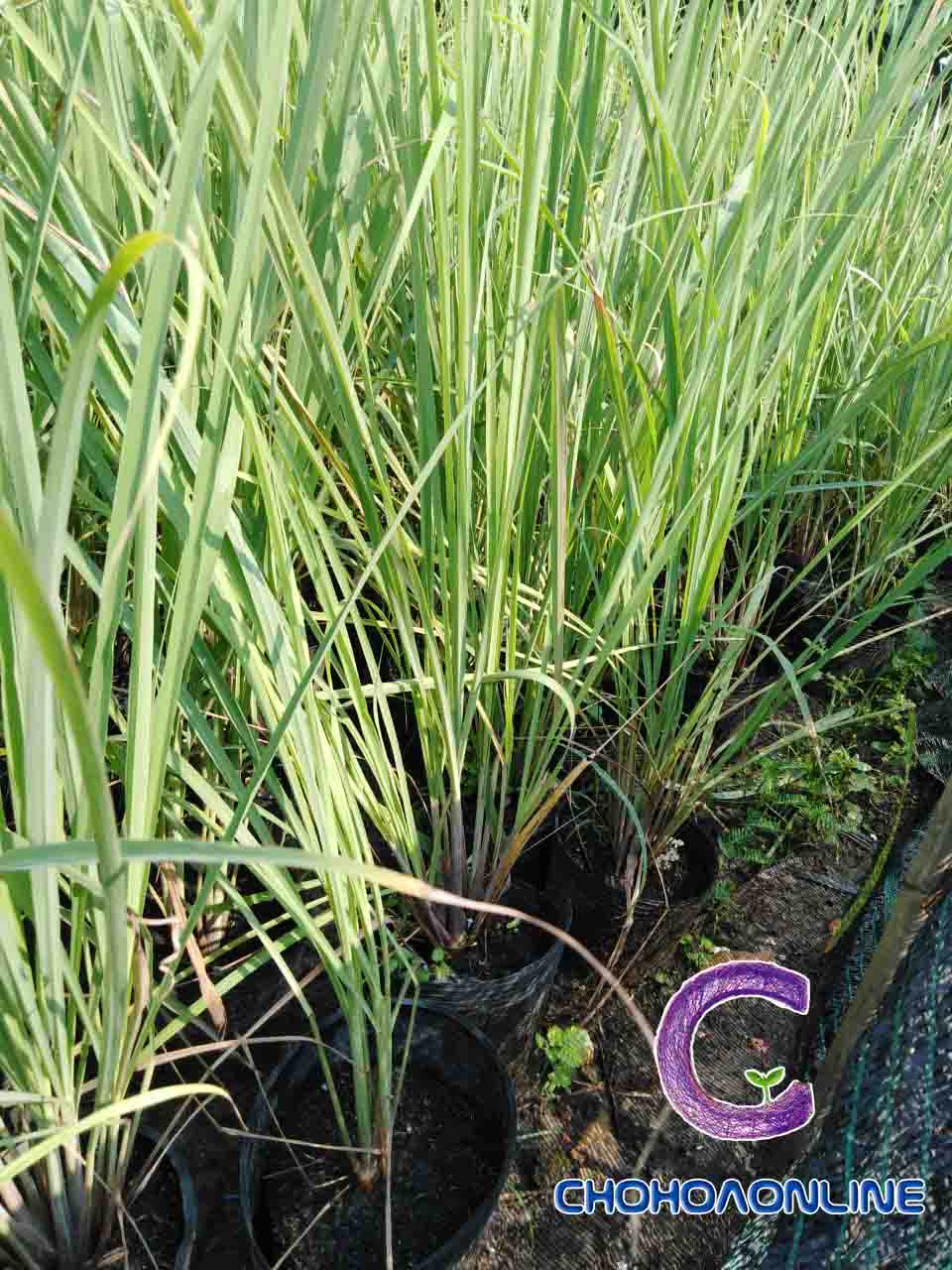Cây Sả Giống Cây Sả Giống
