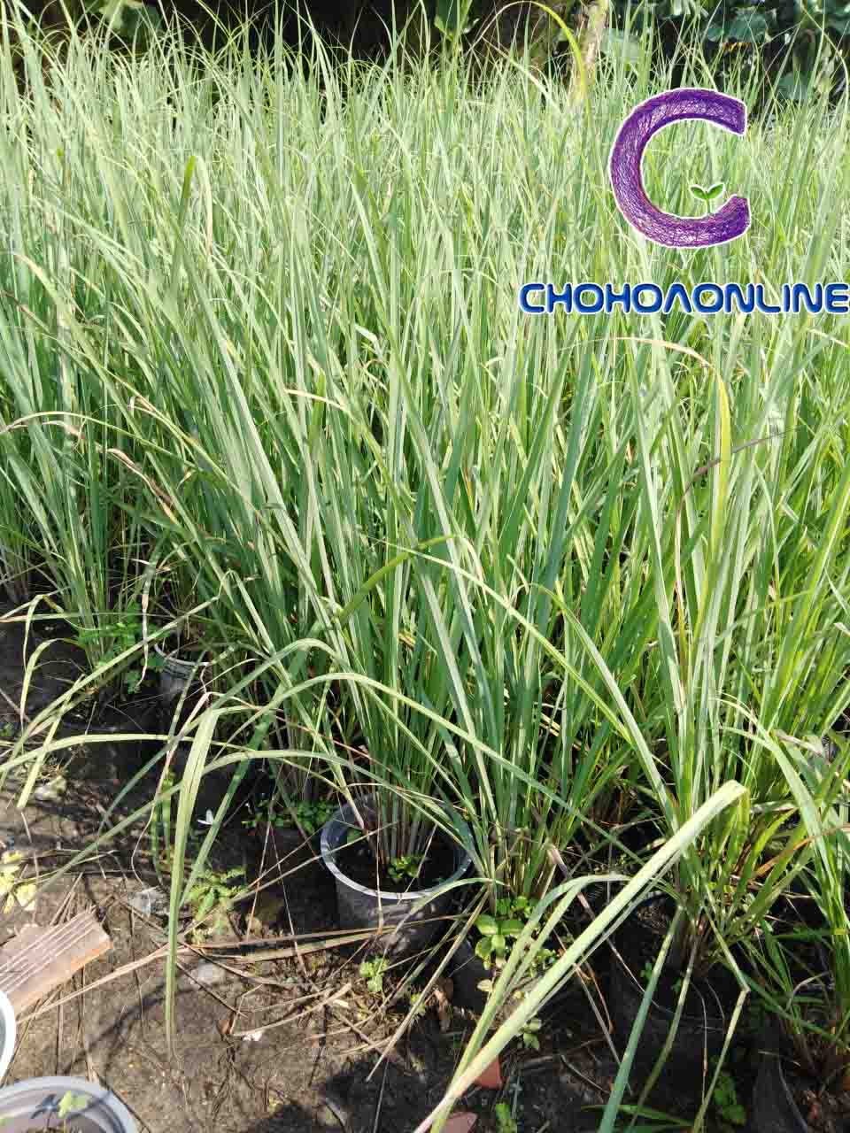 Cây Sả Giống Cây Sả Giống