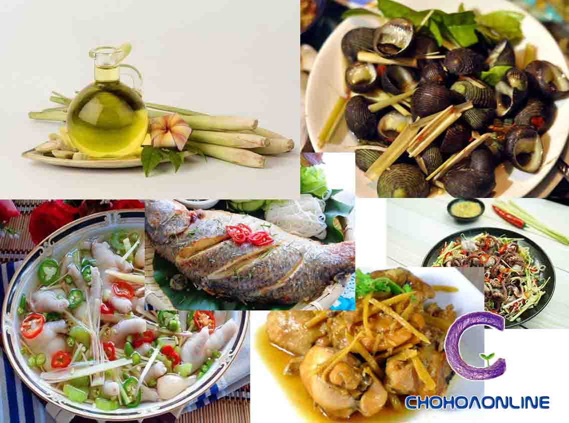 Cây Sả Giống Cây Sả Giống