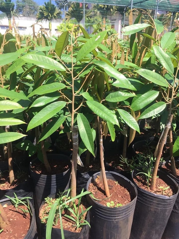 Cây Giống Sầu Riêng Ri6 Cây Giống Sầu Riêng Ri6