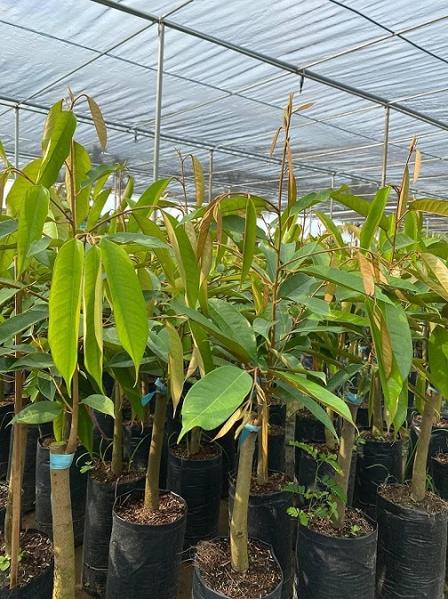 Cây Giống Sầu Riêng Ri6 Cây Giống Sầu Riêng Ri6