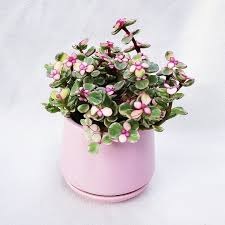 Cây Sen Đô La chậu treo Cây Sen Đô La chậu treo
