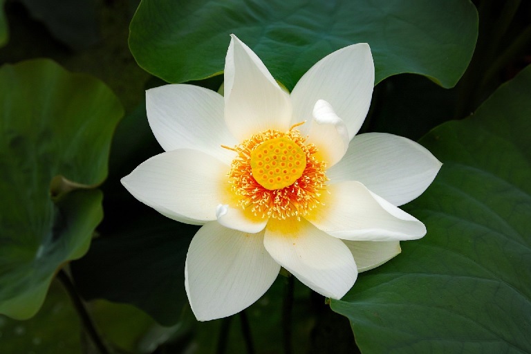 Cây Hoa Sen Trắng Cây Hoa Sen Trắng