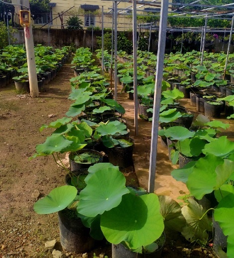 Cây Hoa Sen Trắng Cây Hoa Sen Trắng