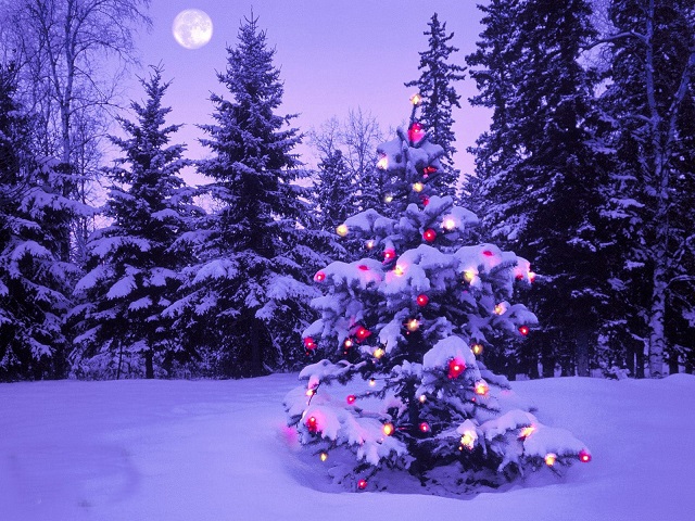 Cây Tùng Noel Cây Tùng Noel