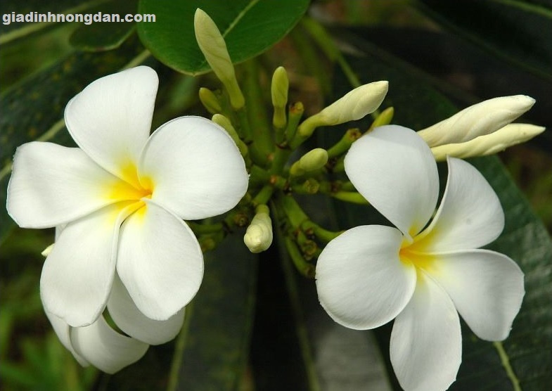 Cây Sứ Đại Cây Sứ Đại