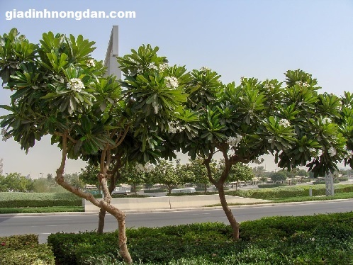 Cây Sứ Đại Cây Sứ Đại