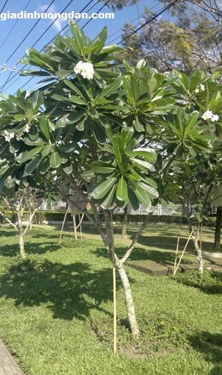 Cây Sứ Đại Cây Sứ Đại