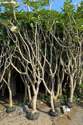 Cây Sứ Đại Cây Sứ Đại
