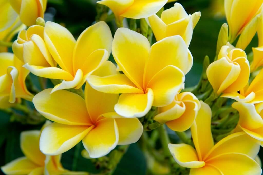 Ý nghĩa phong thủy của cây sứ đại hoa vàng