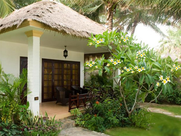 Cây sứ đại hoa vàng trồng trước nhà Cây sứ đại hoa vàng trồng trước nhà