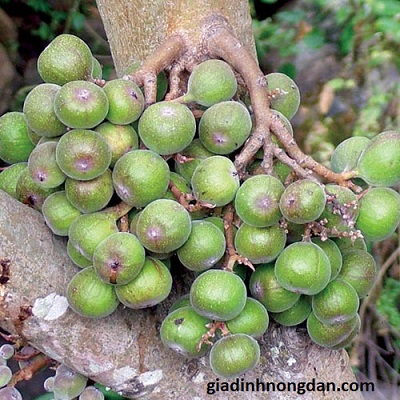 Cây Sung Giống Cây Sung Giống
