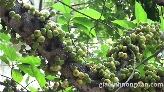 Cây Sung Giống Cây Sung Giống