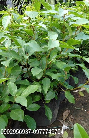Cây Sung Giống Cây Sung Giống