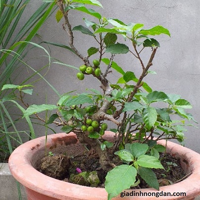 Cây Sung Giống Cây Sung Giống