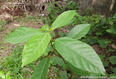 Cây Sung Giống Cây Sung Giống