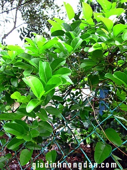 Cây Sương Sâm Giống Cây Sương Sâm Giống