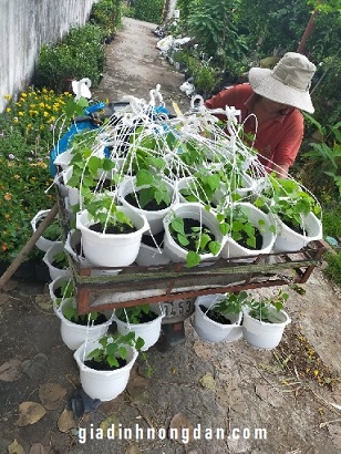 Cây Sương Sâm Giống Cây Sương Sâm Giống