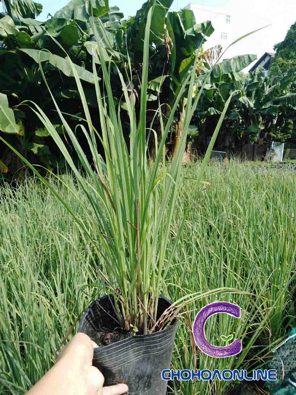 cây sả cây sả