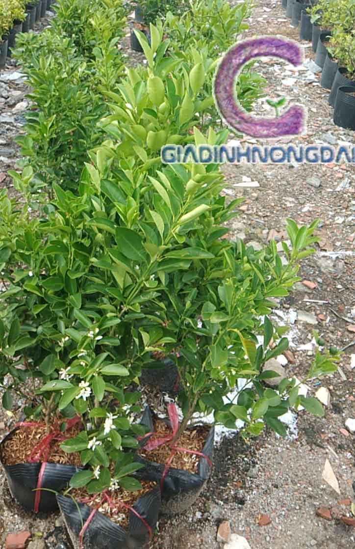 Cây Tắc Giống Cây Tắc Giống