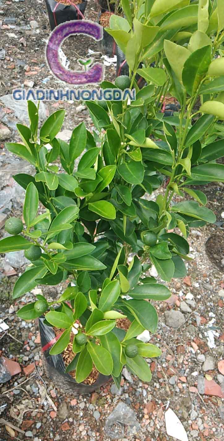 Cây Tắc Giống Cây Tắc Giống