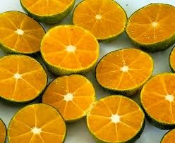 Cây Tắc Không Hạt Cây Tắc Không Hạt