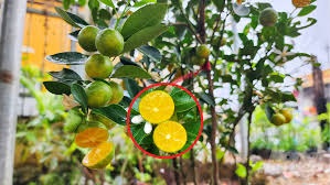 Cây Tắc Không Hạt Cây Tắc Không Hạt