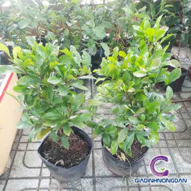 Cây Thần Kỳ Cây Thần Kỳ