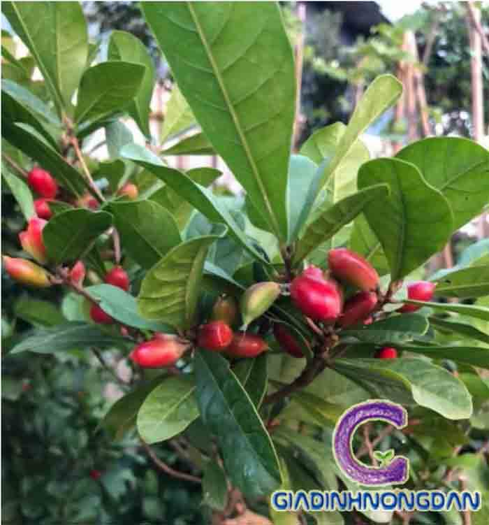 Cây Thần Kỳ Cây Thần Kỳ