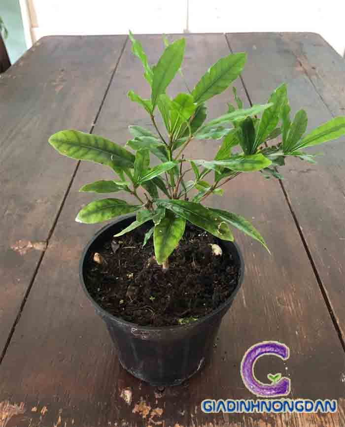 Cây Thần Kỳ Cây Thần Kỳ