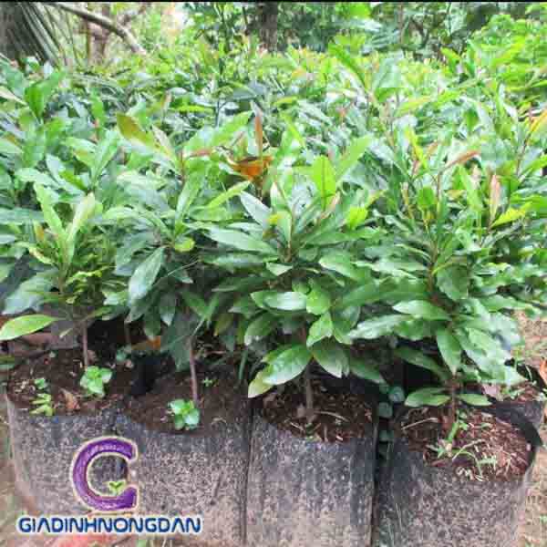 Cây Thần Kỳ Cây Thần Kỳ