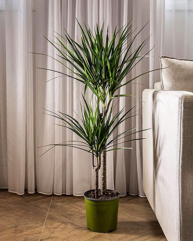 Cây Thanh Hoàn Kiếm Cây Thanh Hoàn Kiếm