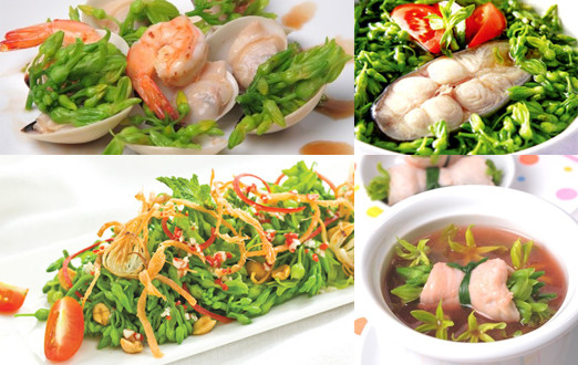 Cây Hoa Thiên Lý Cây Hoa Thiên Lý
