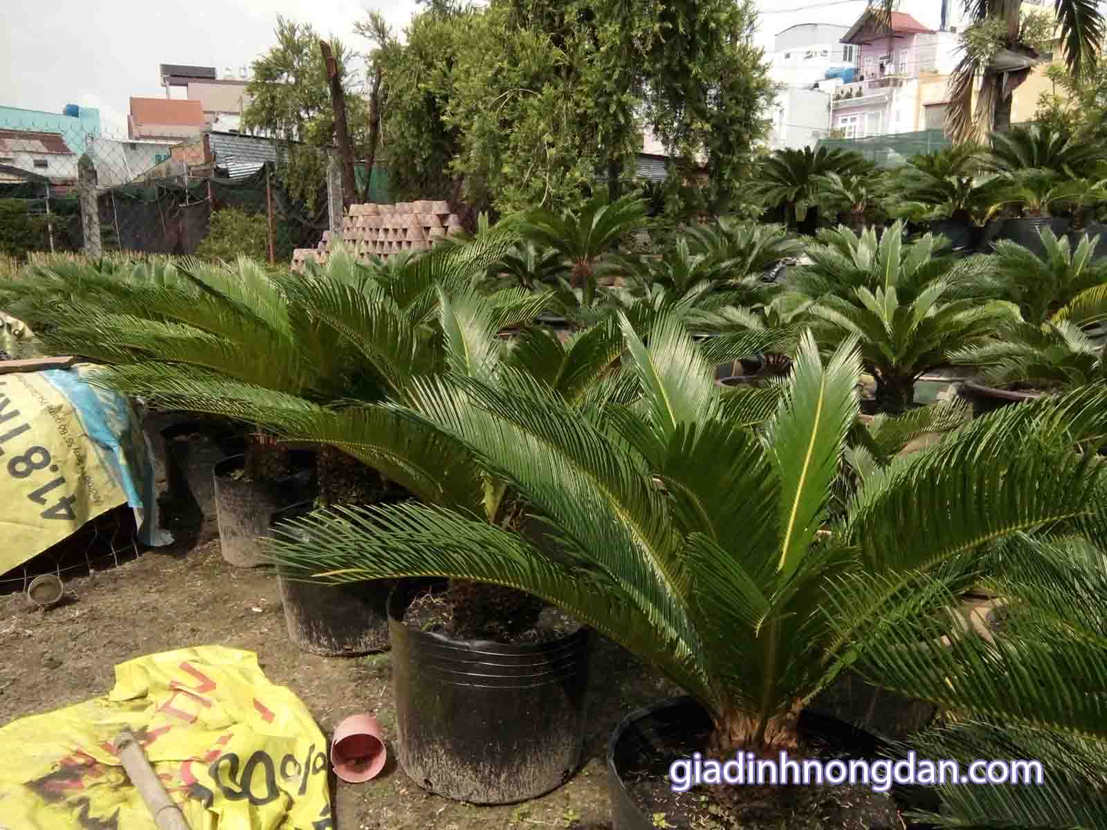 Cây Thiên Tuế Cây Thiên Tuế